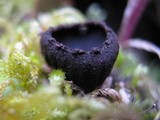 Plectania rhytidia image