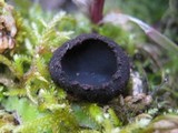 Plectania rhytidia image