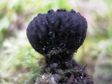 Plectania rhytidia image
