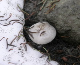 Clitocybe glacialis image