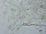 Plectania rhytidia image