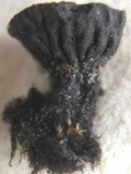 Plectania rhytidia image