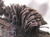 Stemonitis splendens image