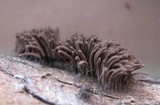 Stemonitis splendens image
