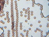 Stemonitis splendens image