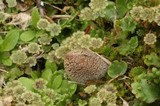 Coprinopsis lagopides image