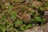 Coprinopsis lagopides image