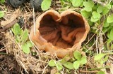 Peziza vesiculosa image