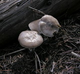 Clitocybe glacialis image