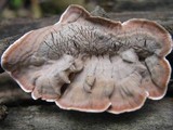 Xylobolus illudens image