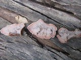 Xylobolus illudens image