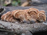 Xylobolus illudens image
