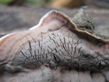 Xylobolus illudens image