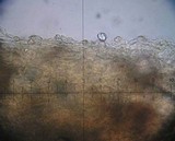 Meottomyces dissimulans image