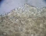 Meottomyces dissimulans image