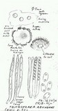 Trichophaea abundans image