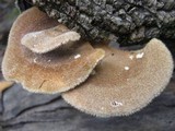 Panus neostrigosus image
