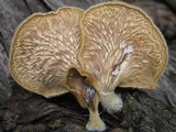 Panus neostrigosus image