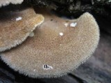 Panus neostrigosus image