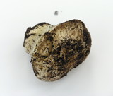 Cortinarius magnivelatus image