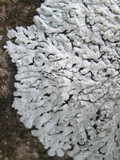 Physcia clementei image