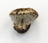 Cortinarius magnivelatus image