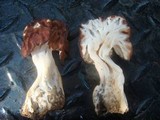Gyromitra caroliniana image