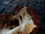Gyromitra caroliniana image