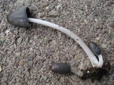 Coprinopsis cinerea image
