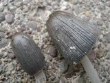 Coprinopsis cinerea image