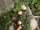 Psathyrella pennata image