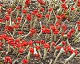 Cladonia transcendens image