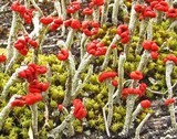 Cladonia transcendens image