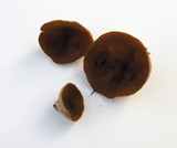 Discina ancilis image