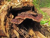 Fomitopsis cajanderi image