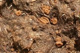 Peziza fimeti image