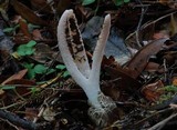 Pseudocolus fusiformis image