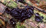 Pseudoplectania nigrella image