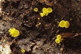 Bisporella sulfurina image