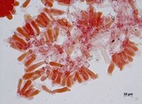 Meottomyces dissimulans image
