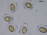 Meottomyces dissimulans image