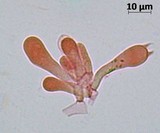 Meottomyces dissimulans image