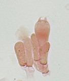 Meottomyces dissimulans image