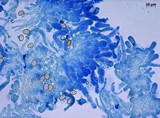 Meottomyces dissimulans image