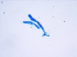 Meottomyces dissimulans image