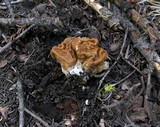 Gyromitra montana image