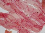 Meottomyces dissimulans image