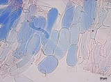 Meottomyces dissimulans image