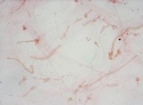 Meottomyces dissimulans image