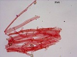 Meottomyces dissimulans image